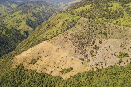 Se inició proceso sancionatorio a cultivadores de arracacha del corregimiento de Toche, que estarían generando caída de la palma de cera