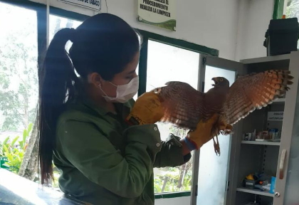 Ciudadano rescata gavilán en el Parque Galarza