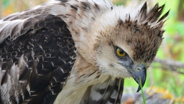 Águila crestada, rescatada en la vereda Mesa de Pole de Ataco