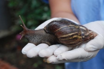 Alianza interinstitucional entrega resultados de estudio sobre Caracol Africano en el Tolima
