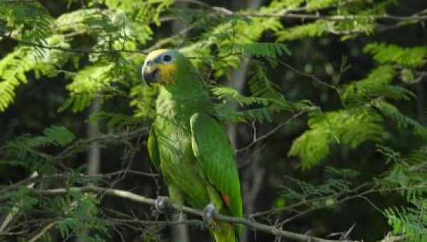 En fiestas patronales respete la fauna silvestre