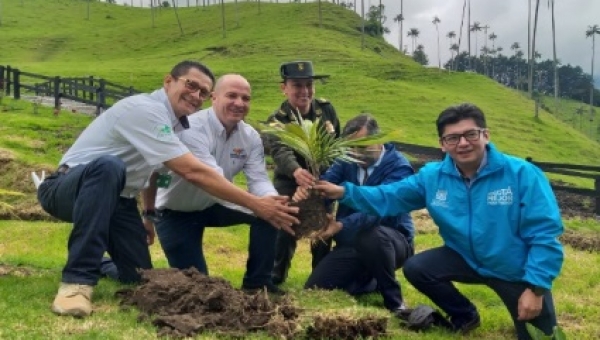 CARS del Tolima, Risaralda, Quindío y Cundinamarca firman alianza para proteger el árbol nacional