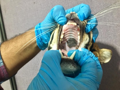 Tenedores ilegales de un ocelote en Purificación le amputaron sus colmillos para domesticarlo
