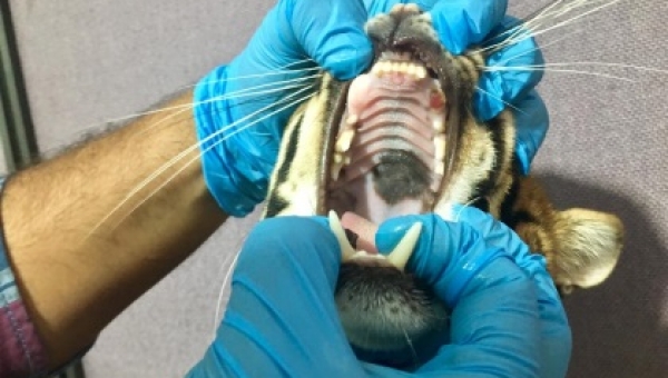 Tenedores ilegales de un ocelote en Purificación le amputaron sus colmillos para domesticarlo