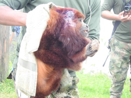 Mono aullador rescatado por el Ejército Nacional y Cortolima lucha por sobrevivir