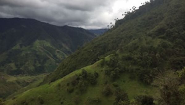 Cortolima sujeta con el proceso de declaratoria de área protegida de Palma de Cera en Tochecito