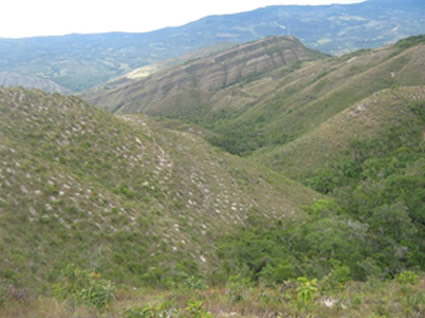 Gran Restauración Forestal en Dolores 45has recuperadas