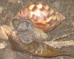 id2866b