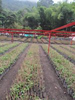 id2118d