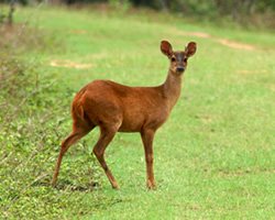 id2127a