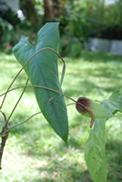 id2135a