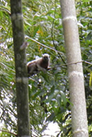 id2135b