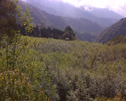 id2410a