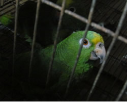 id2419d