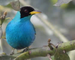 id1896e