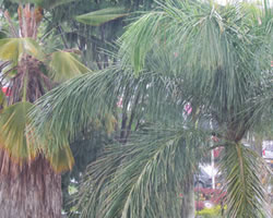 id2095c