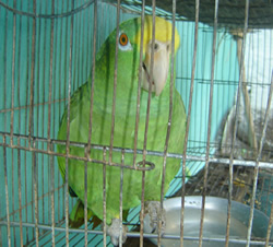 id2104b