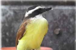 id1827d