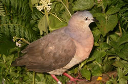 id1845a