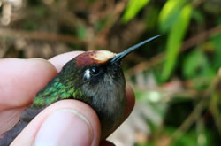 id1845b