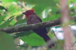 id1845c