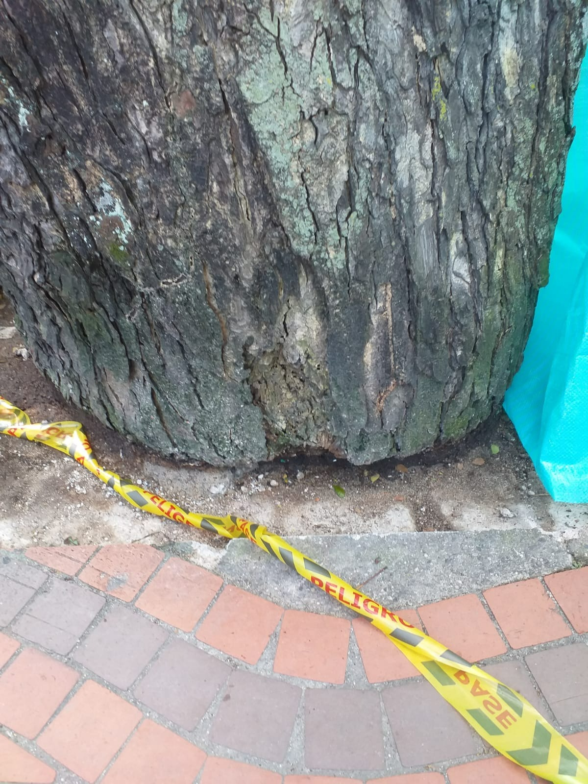 arbol1