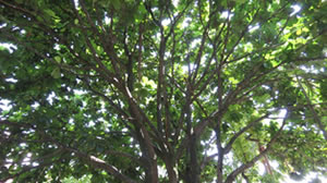 id1046a