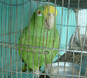 id1145a