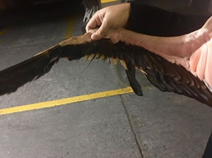 id1158g