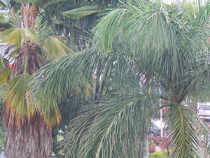 id1284b