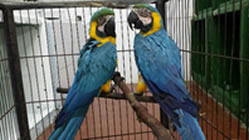 id1422a