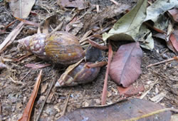 id1423a