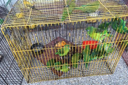 id1444a