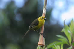 id1693c