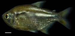 id1726d