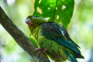 id209a