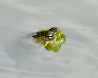 id513b