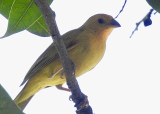 id513c