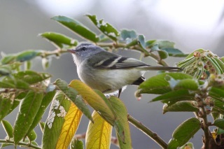 id592b