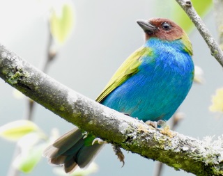 id663a