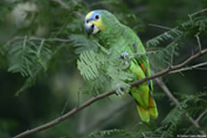 id705b