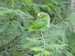 id705e