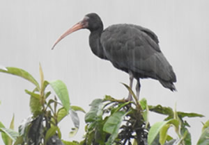 id877b